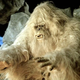 Illustration for article titled No, The Yeti Legend Was Not Inspired By a Prehistoric Bear